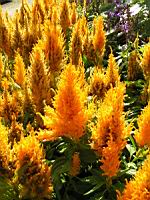 Fresh Look Jaune d'or  - Celosia Argentea L. (fam Amaranthacees) (0) (Photo F. Mrugala)